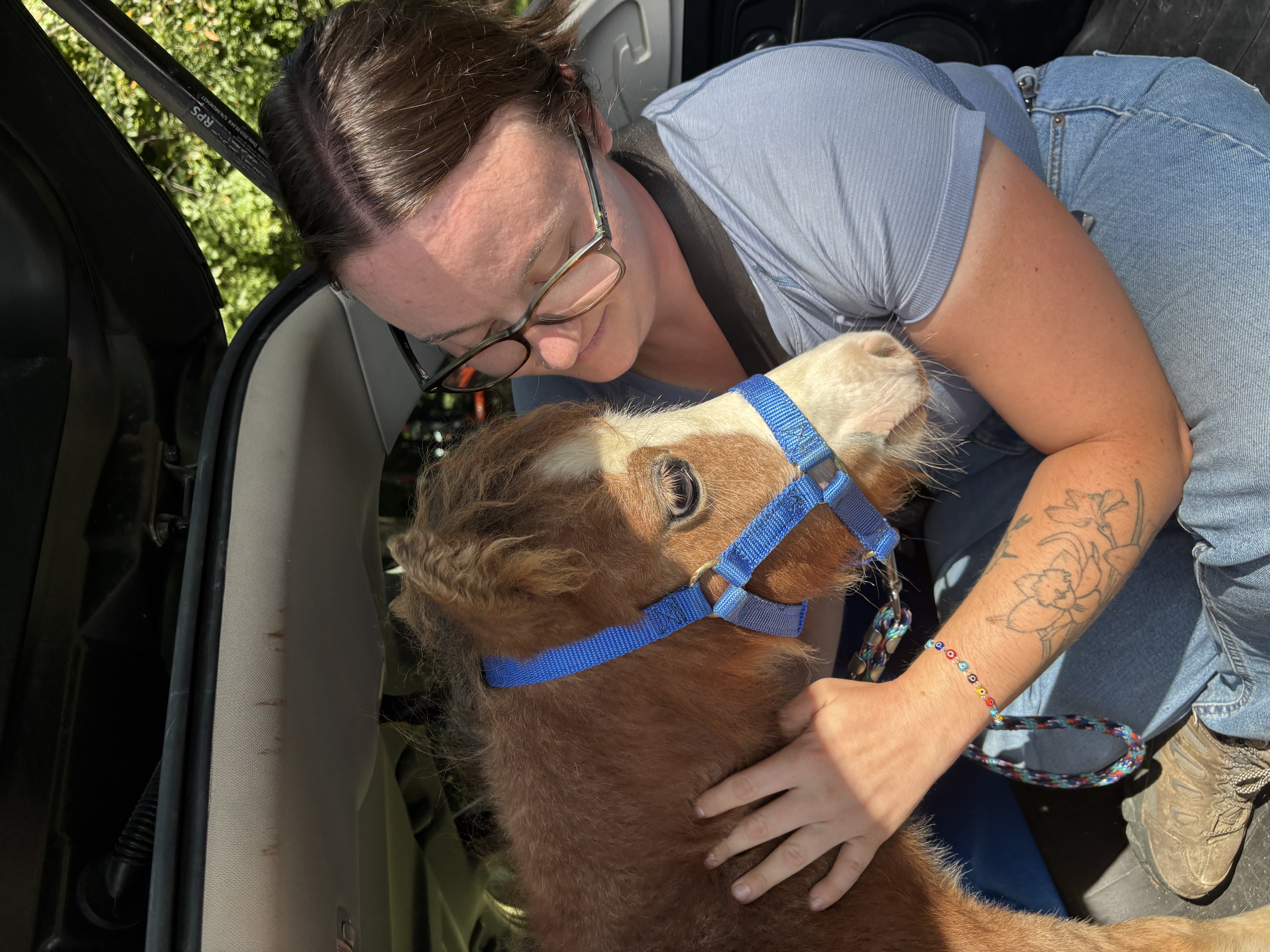 Miniature Horse Catches a Ride! - Beth S.