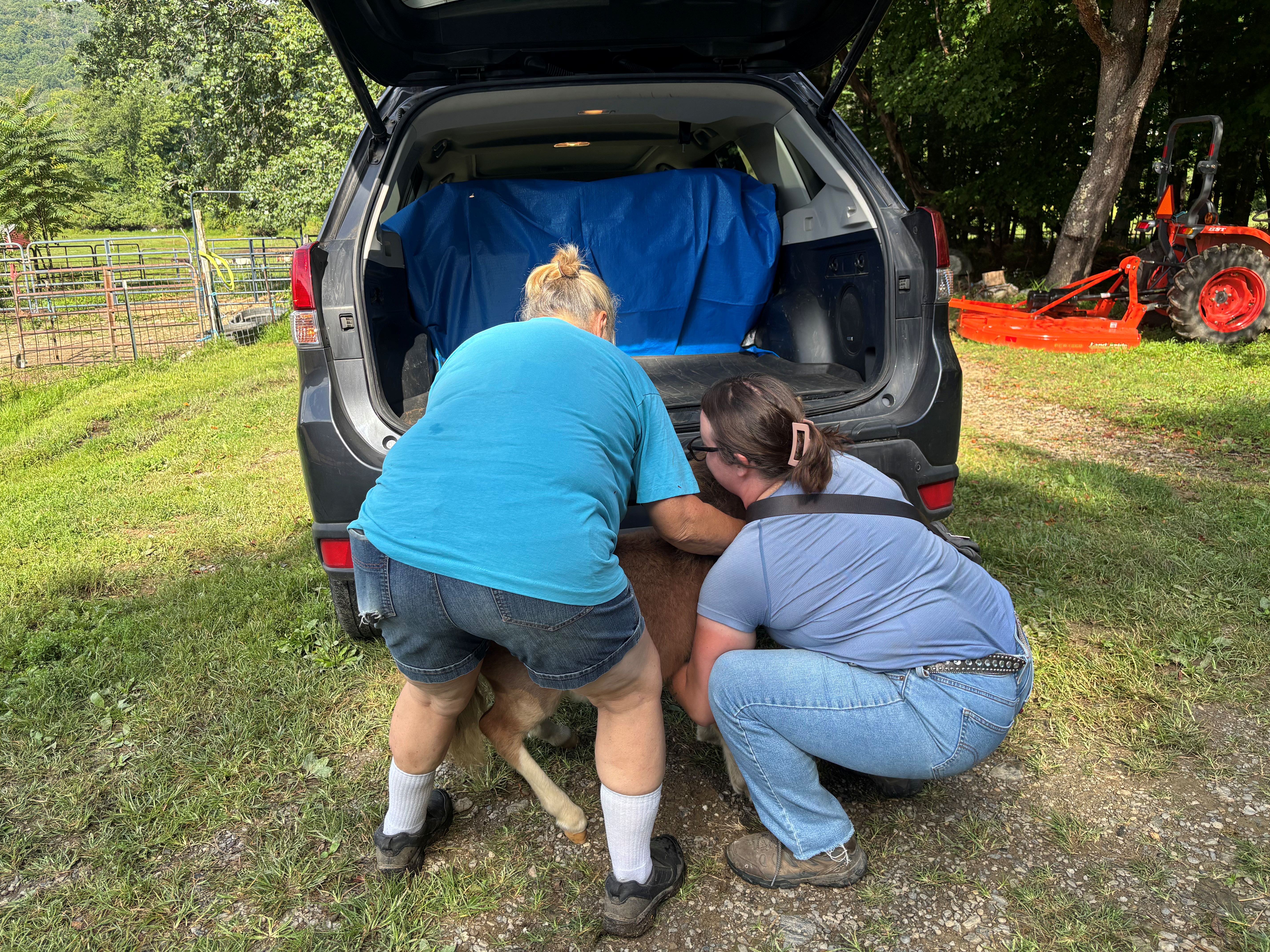 Miniature Horse Catches a Ride! - Beth S.