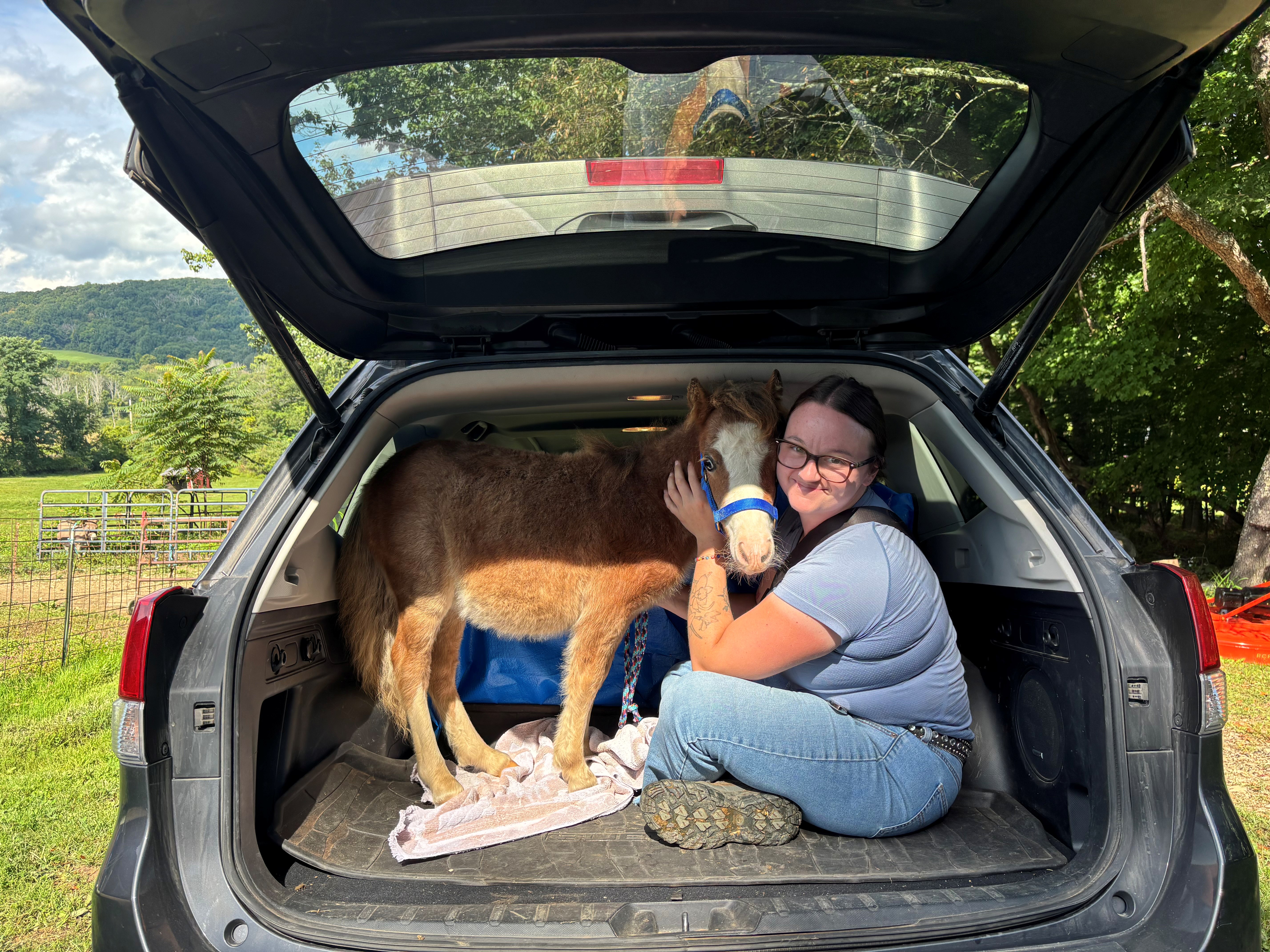 Miniature Horse Catches a Ride! - Beth S.